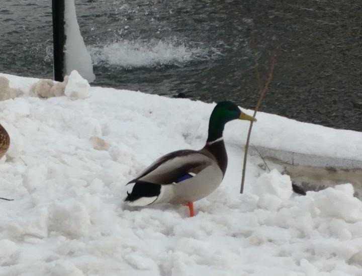 پیرمردی در میان یخ ها و برف ها به اردک هایی که هیچ گله ای از سرما نداشتند غذا میداد!
﻿